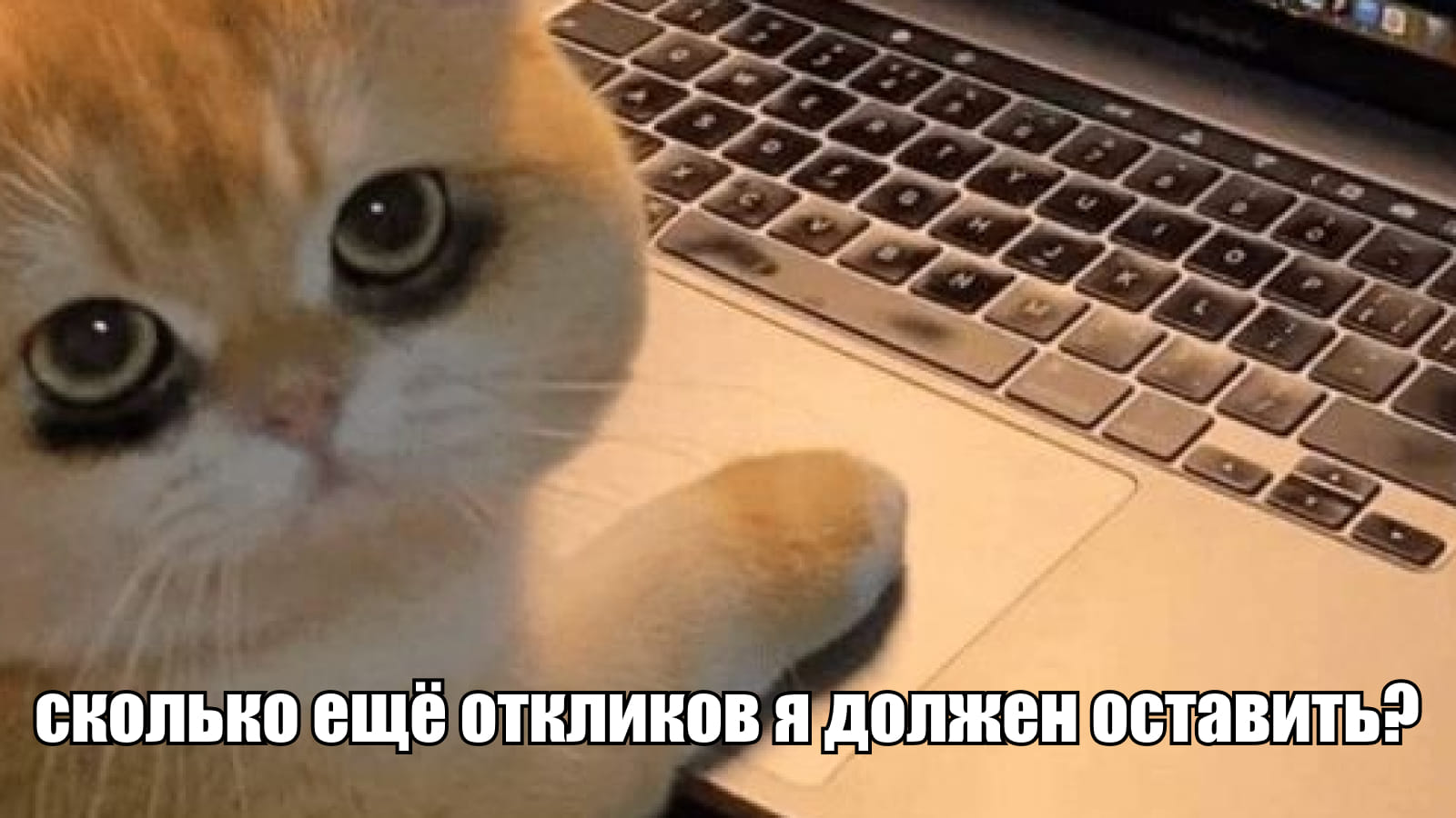 Мем: сколько еще откликов я должен оставить?