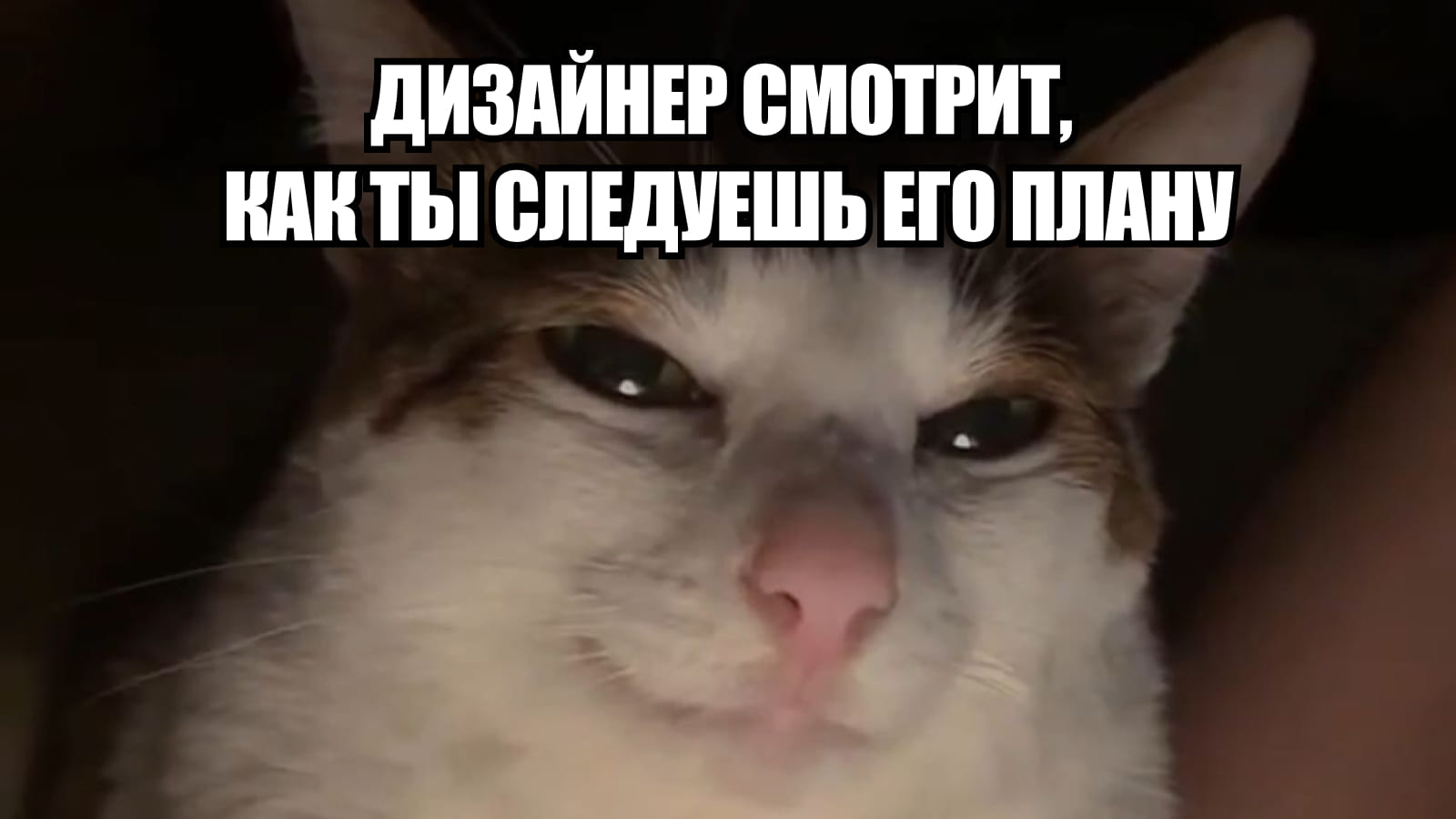 Мем про то, как дизайнеры управляют решениями пользователей Мем с изображением кота: дизайнер смотри, как ты следуешь его плану